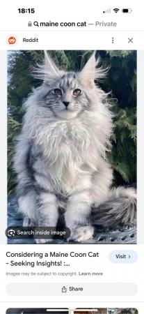 Image 1 of Wanted Adult Maine Coon cat for a 5 star forever home