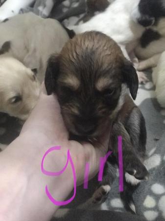 Image 10 of Cockapoo puppies for sale