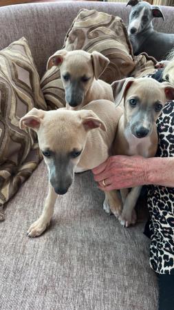 Image 9 of Beautiful whippet puppies