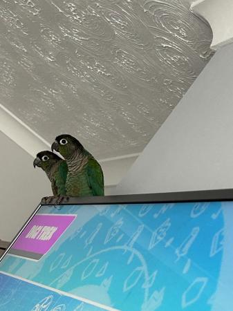 Image 5 of 2 blue conures for sale