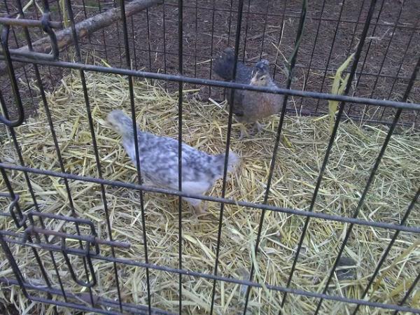 Image 1 of A Pair if Pure Bred Creme Legbars Chicks 7 weeks old
