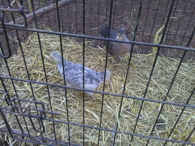 Preview of the first image of A Pair if Pure Bred Creme Legbars Chicks 7 weeks old.