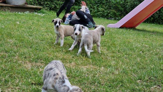 Image 7 of Kc reg whippet pups for sale. ready june 26th