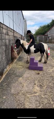 Image 19 of 13hh LightlyBacked Cob Mare Riding Pony/Ride & Drive Project