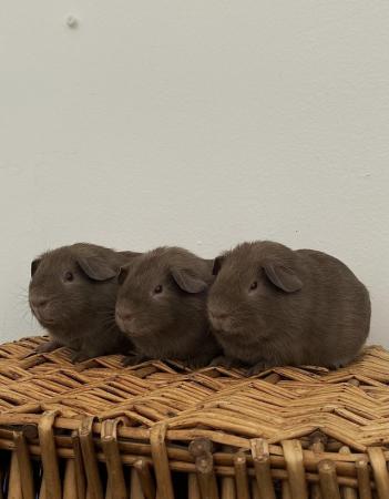 Image 4 of Female & Male Guinea pigs available