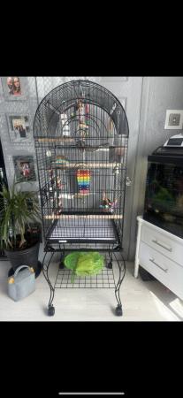 Image 2 of 2 male budgies with cage, accessories, toys and food