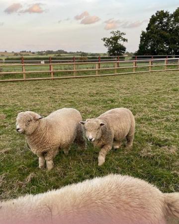 Image 2 of 3 beautiful pedigree ryeland ewes