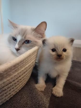 Image 9 of Ragdoll kittens 2 boys available