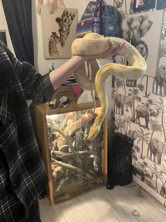 Image 5 of Snake needing a new home