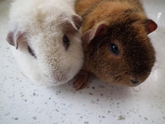 Preview of the first image of Guinea Pigs... Teddies By Name..Teddies By Nature....