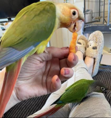 Image 2 of Two friendly conure for sale and with cage
