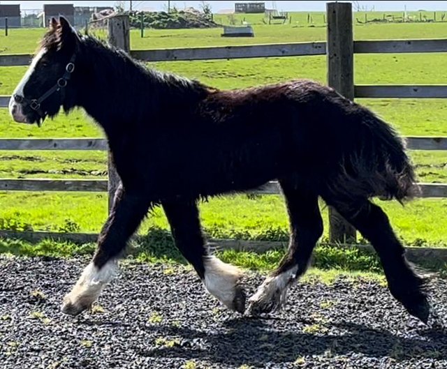 Preview of the first image of Shire x Cob X Irish Draught 10 Months Old To Make 16hh.