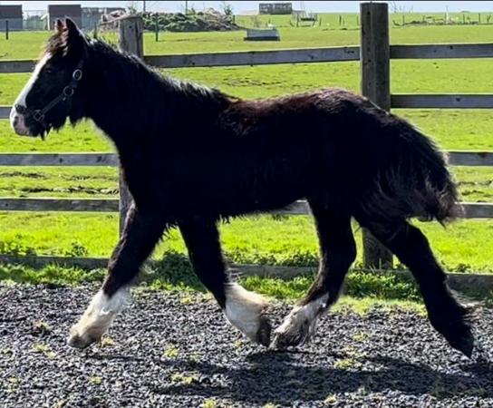Image 1 of Shire x Cob X Irish Draught 10 Months Old To Make 16hh