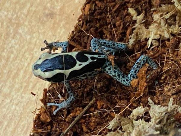Image 3 of Dendrobates Tinctorius Powder Blue Dart Frogs