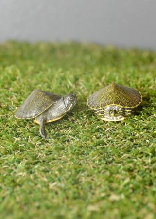 Image 1 of Baby Map Turtles ready to go
