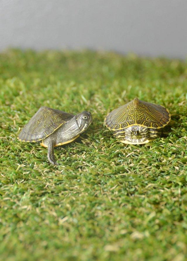 Preview of the first image of Baby Map Turtles ready to go.