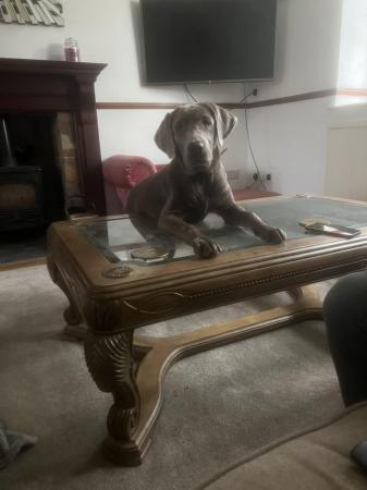 Image 5 of 9 month old silver Labrador