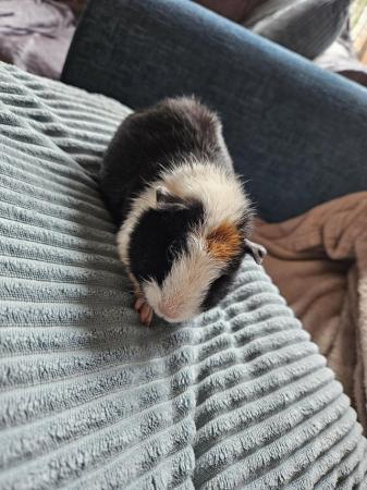 Image 3 of Baby boy and girl guinea pigs looking for homes