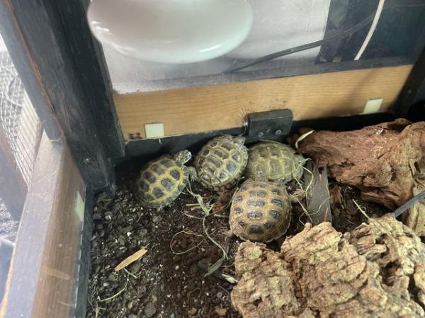 Image 8 of CB23 Horsefield/Russian Tortoises ready for new homes