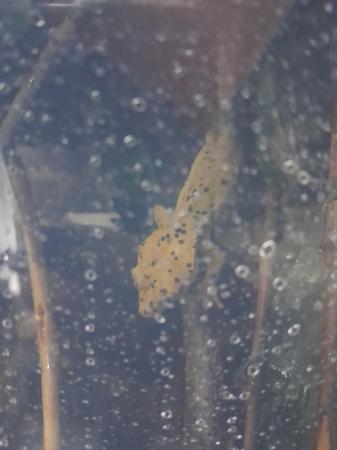 Image 2 of Super dalmation crested gecko male for sale