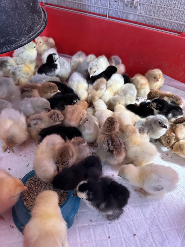 Preview of the first image of Pekin bantam mixed coloured chicks.