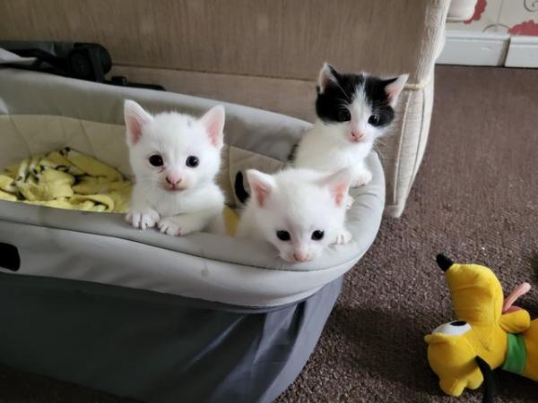 Image 1 of 2 male kittens (pure white sold)