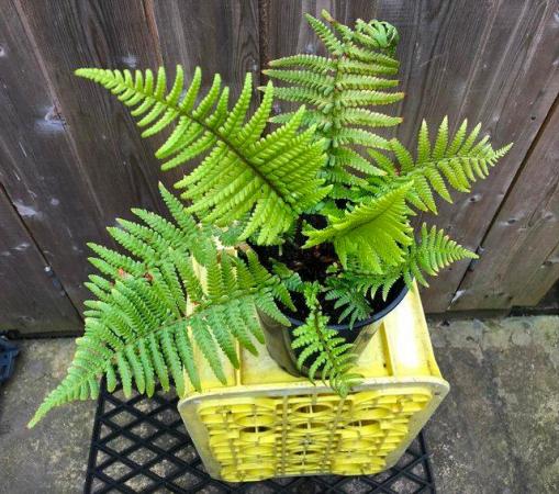 Image 3 of BEAUTIFUL FERN PLANT, WELL ROOTED AND POTTED UP