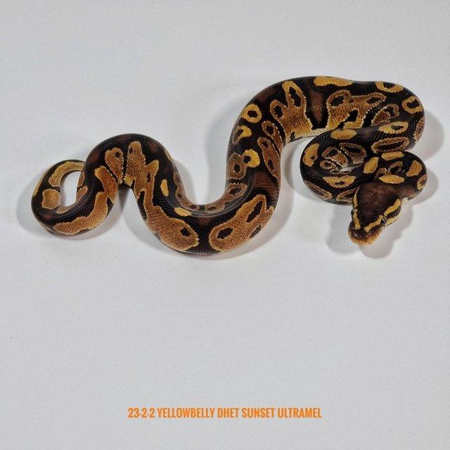 Preview of the first image of Ball Pythons / Royal Pythons (various morphs).