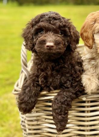 Image 4 of Cockapoo Pups - Only 3 Left