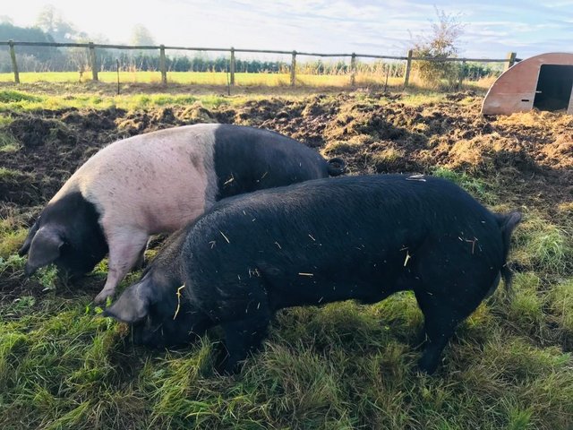 Preview of the first image of Berkshire Boar  Rare Breed.