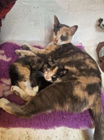 Image 2 of Persian cross farm kittens REDUCED