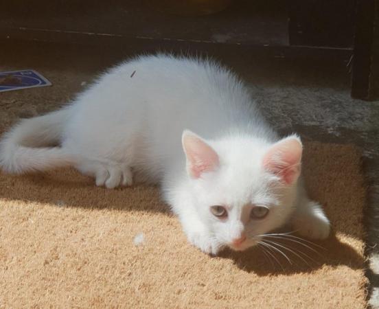 Image 3 of Beautiful pure white kitten