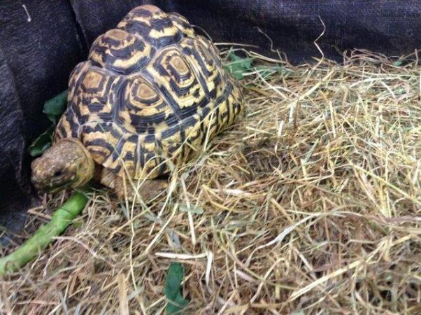 Image 2 of Leopard Tortoises 5 year olds.