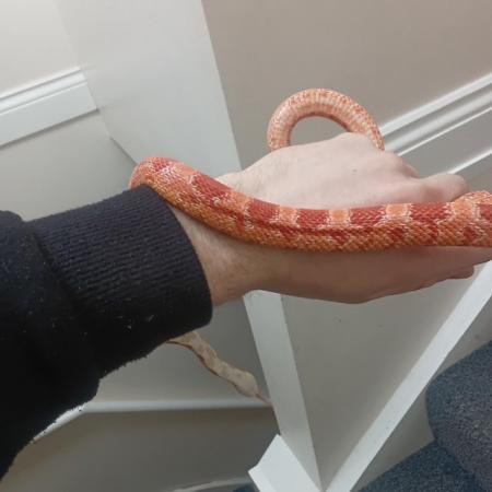Image 4 of 11 months old corn snake for sale