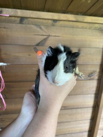 Image 1 of Male Guinea Pigs Ready To Leave