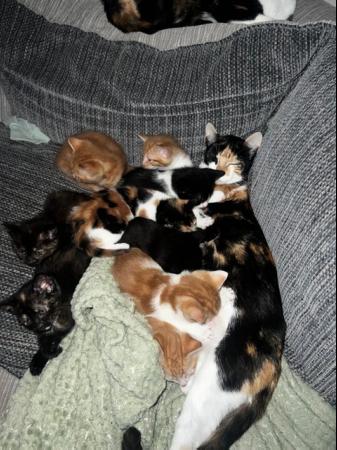 Image 16 of Absolutely beautiful, colourful litter of kittens!
