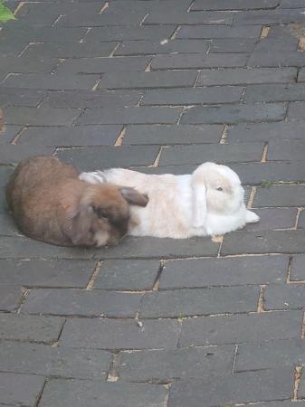 Image 3 of Lionheart Charlie and Camilla Lop rabbits