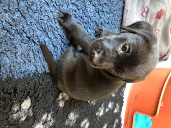 Image 6 of 6 weeks old black Labrador puppies