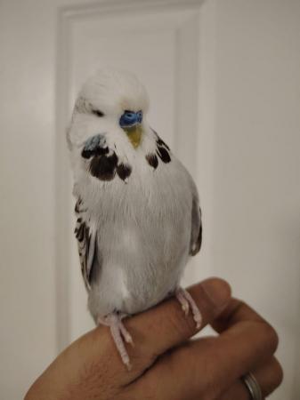 Image 2 of Beautiful Hand Tame Exhibition Budgie