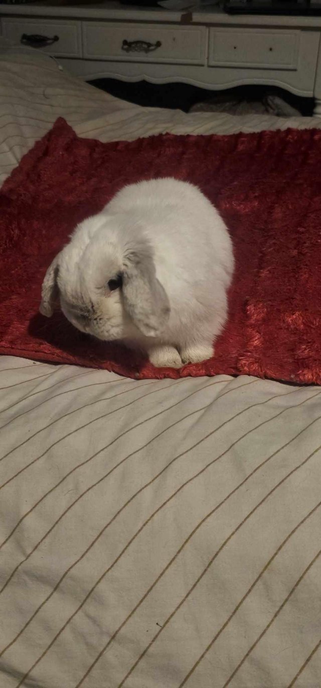 Preview of the first image of House rabbit seal point mini lop.