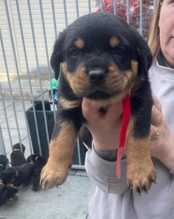 Image 6 of Rottweiler kc registered puppies