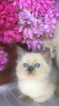 Image 1 of Regis insured fully vaccinated pure Ragdoll kittens £550