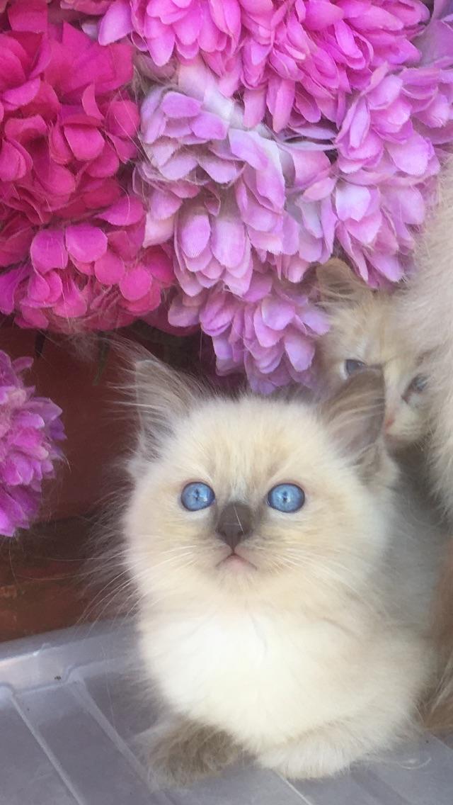 Preview of the first image of Regis insured fully vaccinated pure Ragdoll kittens £550.