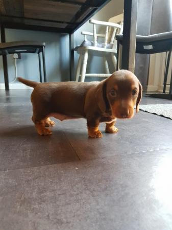 Image 6 of READY TO GO. Miniature dachshund chocolate and tan