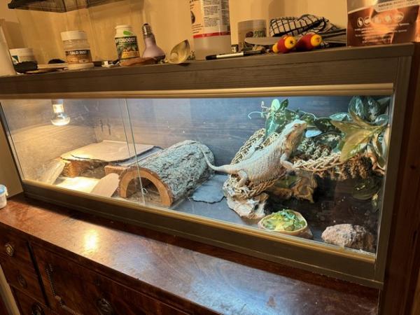 Image 3 of Bearded Dragon with full set up for sale