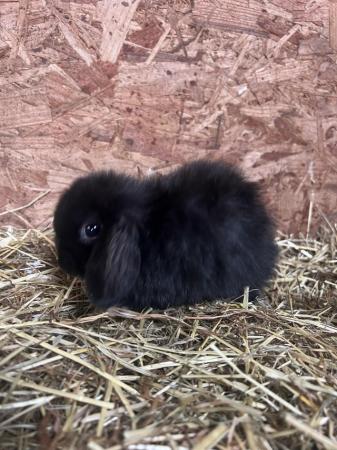 Image 5 of **Mini lop baby rabbits**