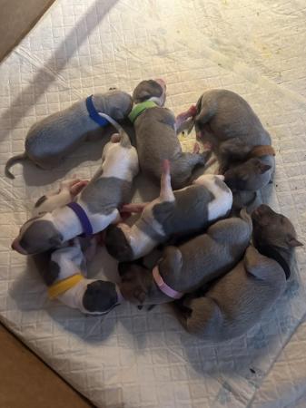 Image 8 of Full pedigree KC registered whippet pups