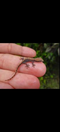 Image 5 of 7 Mourning geckos available