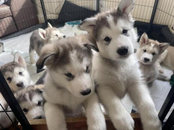Image 7 of 8 Weeks old Alaskan Malamute Puppies with Pedigree