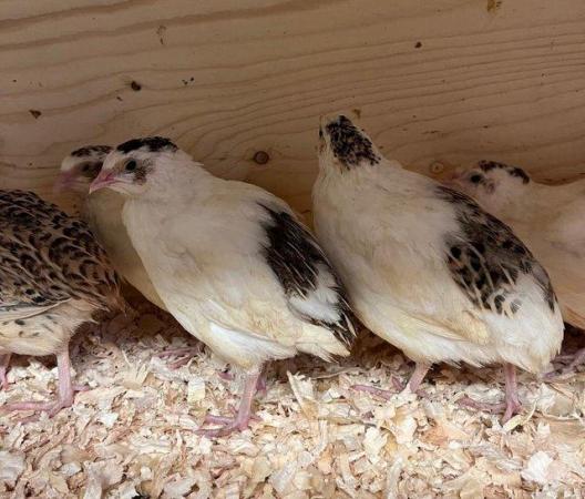 Image 4 of Coturnix quail golden and pied